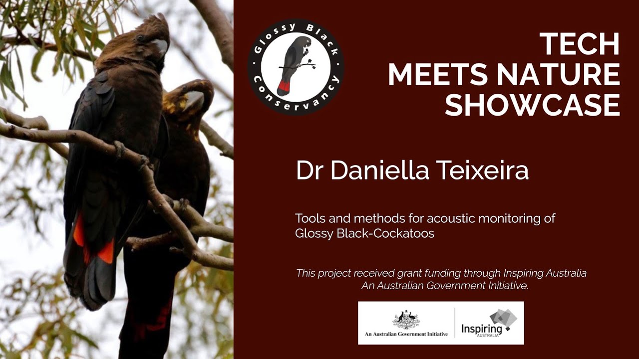 Tools and methods for acoustic monitoring of Glossy Black-Cockatoos with Dr Daniella Teixeira