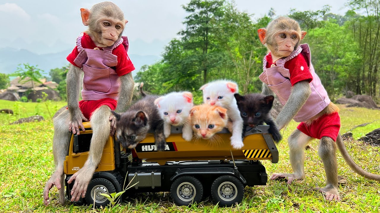 Умный Бим Бим помогает папе ухаживать за котятами