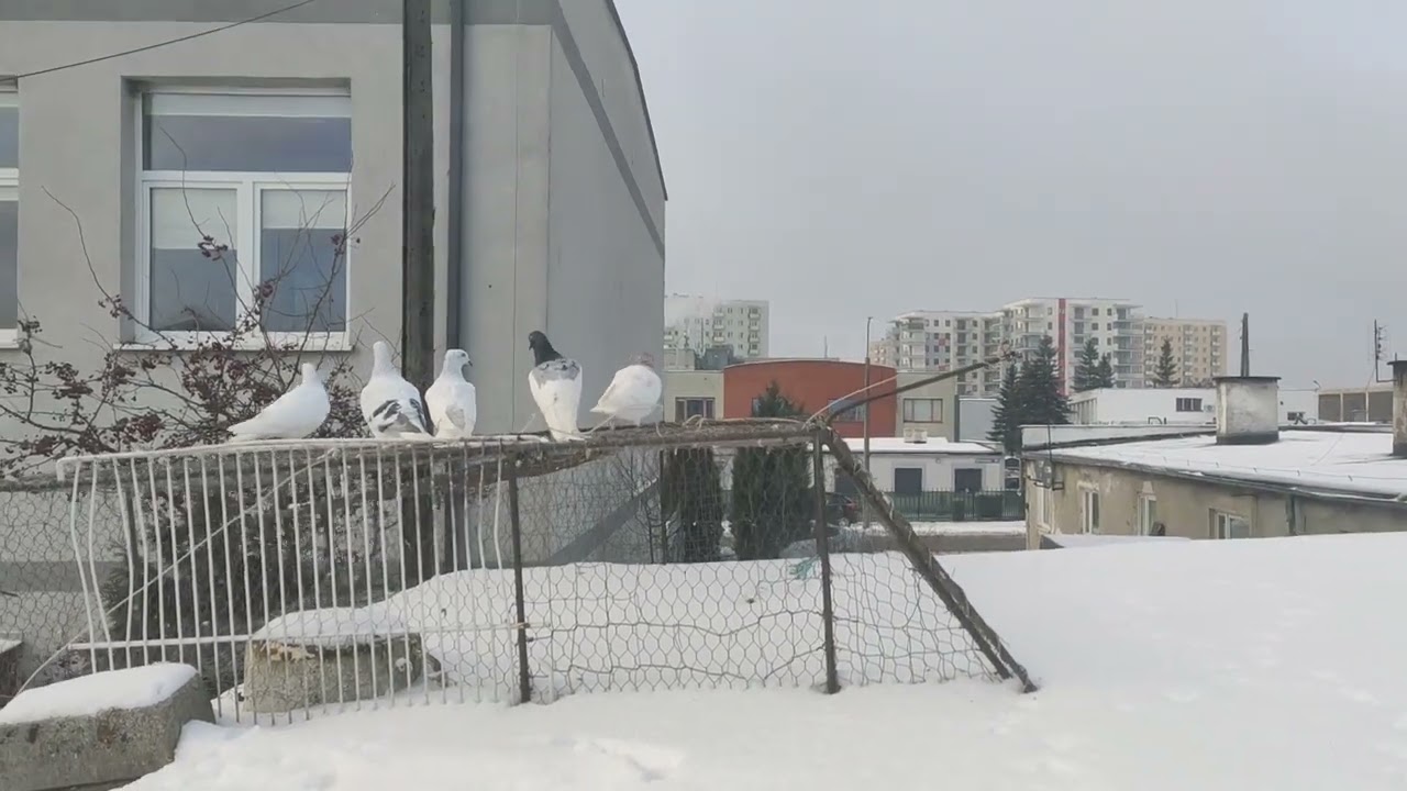 Gdzie jest lot atak jastrzębia przepuszczałem 1km od domu a ptaków nie widać 😙✋👌👍