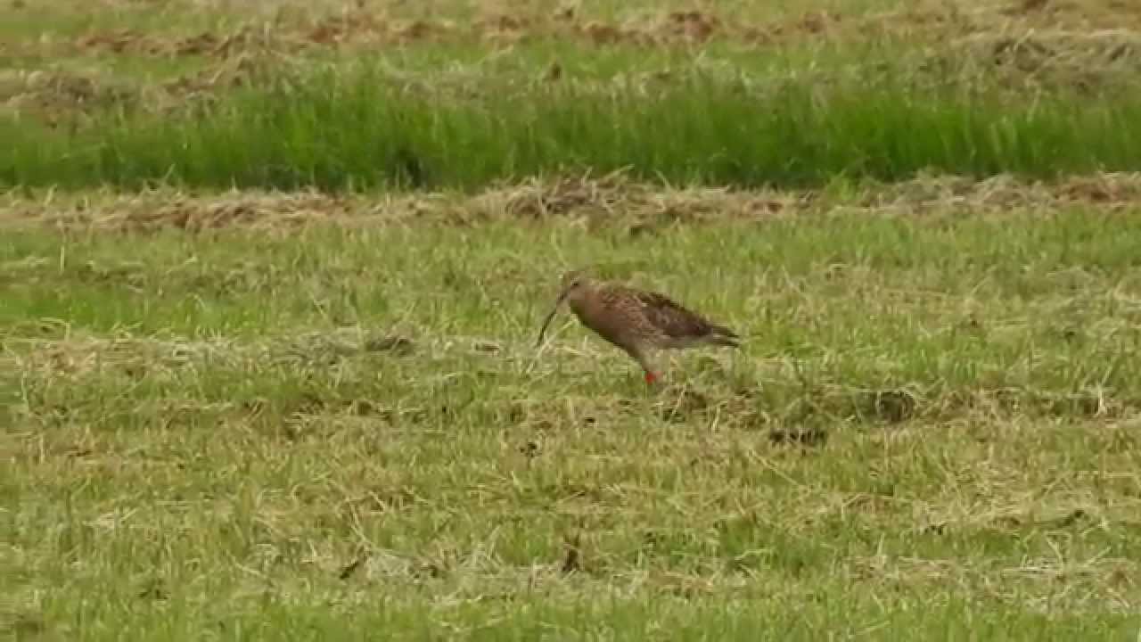 Brachvogel mit Jungen im Bawinkler Bruch Juno 2015