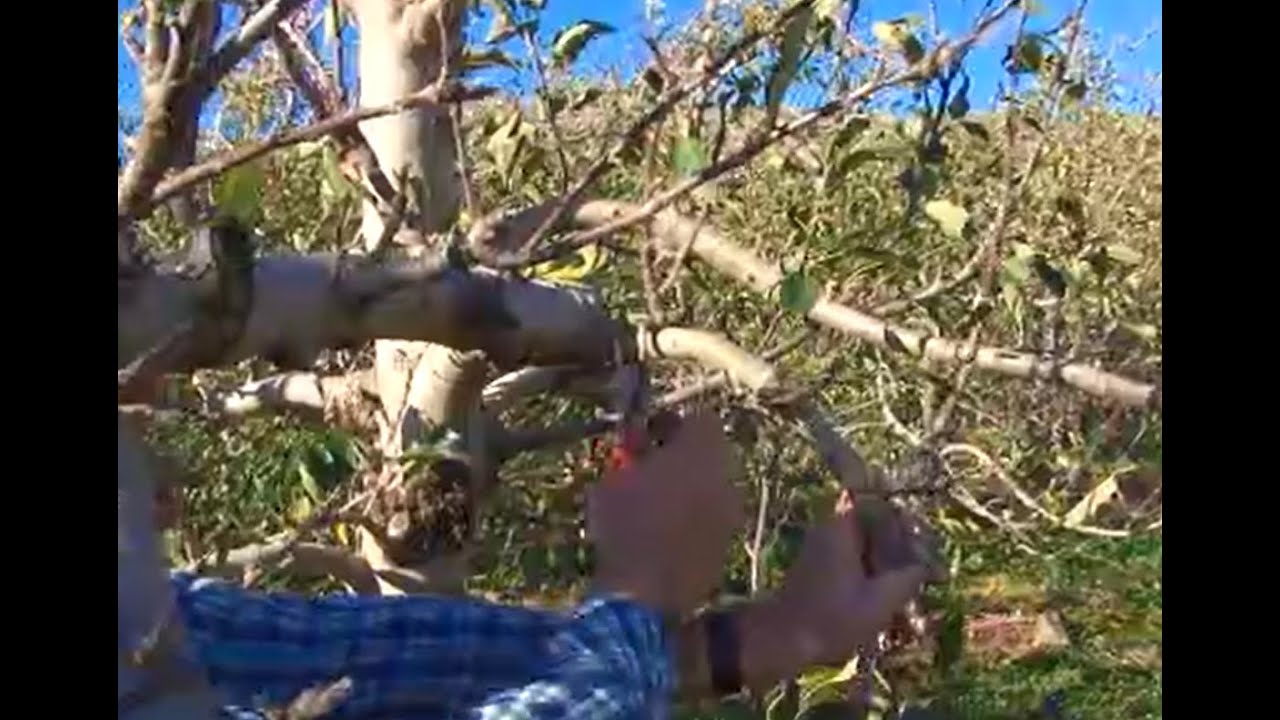 Pruning - Apple Trees