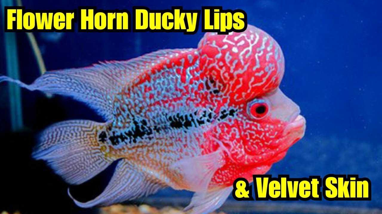 Flowerhorn Fish Ducky Lips & Velvet Skin Disease