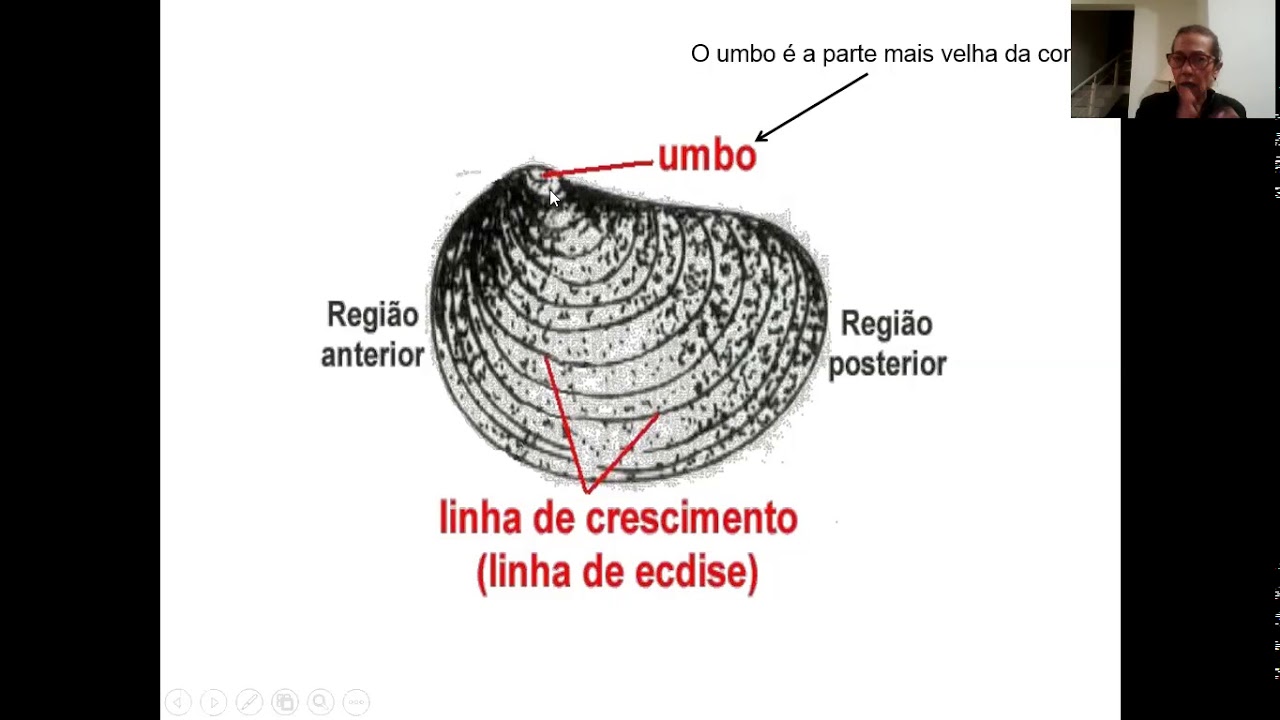 1 Filo Mollusca Classe Bivalvia   habitat, ecologia, morfologia