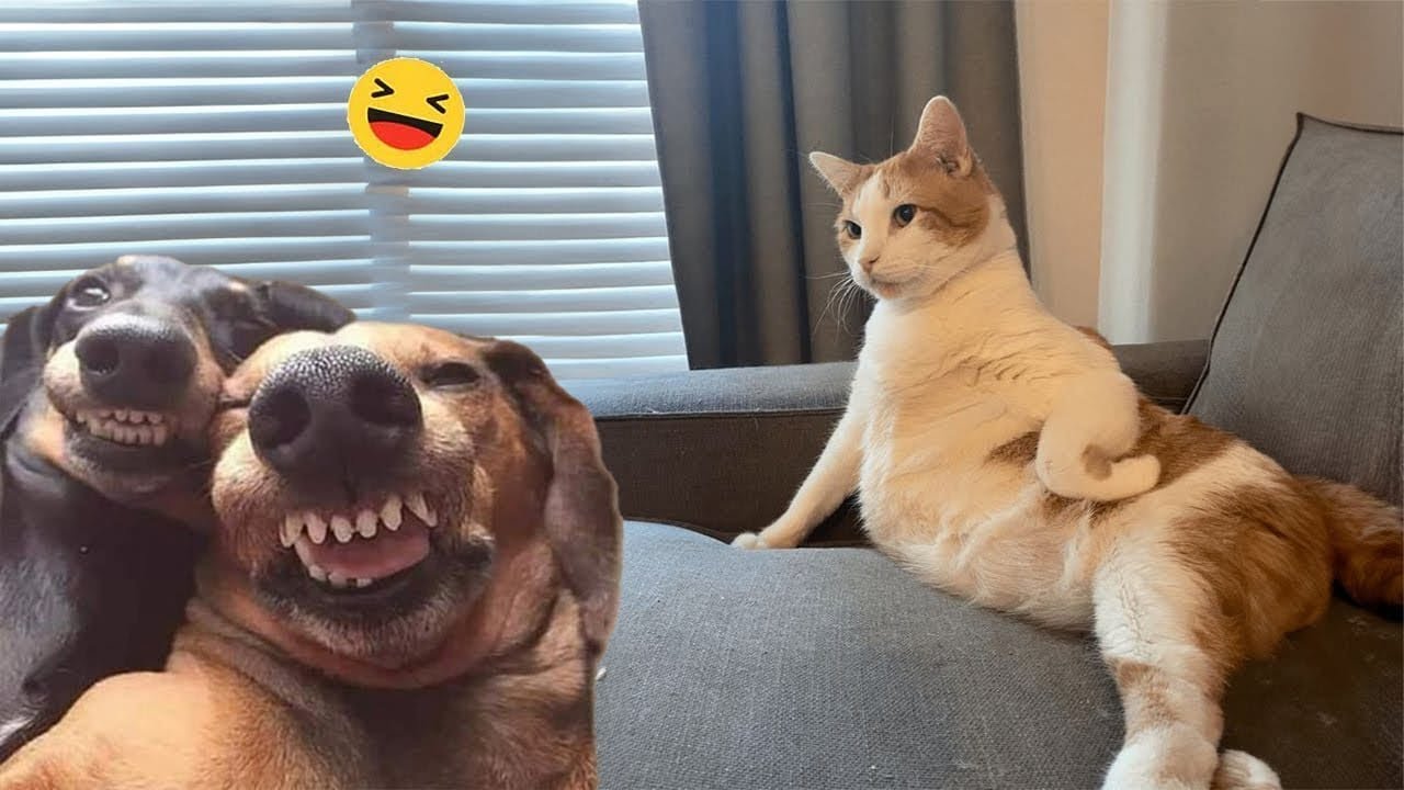 Funny Dog Video Clips 😹🐶 The Funniest Cat & Dog Moments Compilation 😁