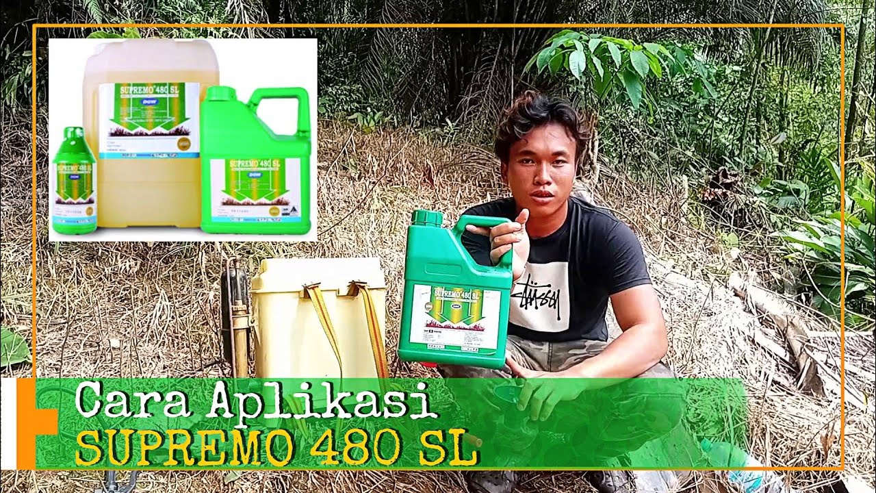 Cara Aplikasi SUPREMO 480 SL | Herbisida Sistemik