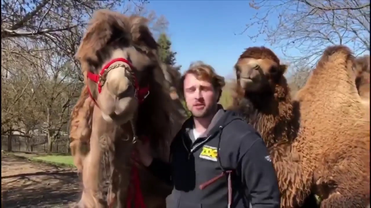 Brushing our Bactrian Camels