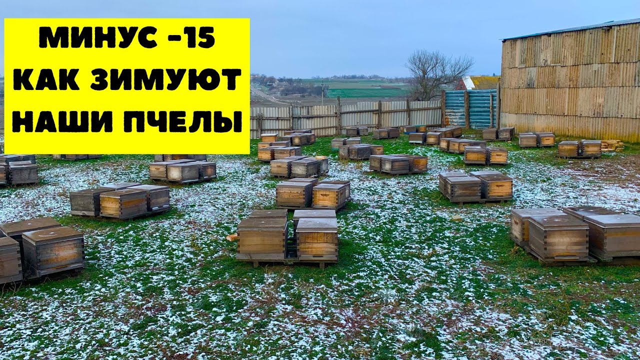 Как чувствуют себя пчелы при -15 градусов. Состояние семей 18 января 2026