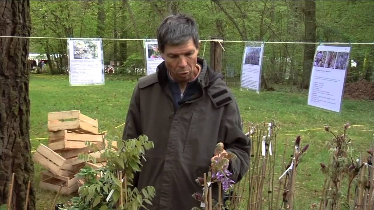 La GLYCINE du JAPON à FLEURS COURTES, une GLYCINE SOYEUSE - PLANTATION et ENTRETIEN