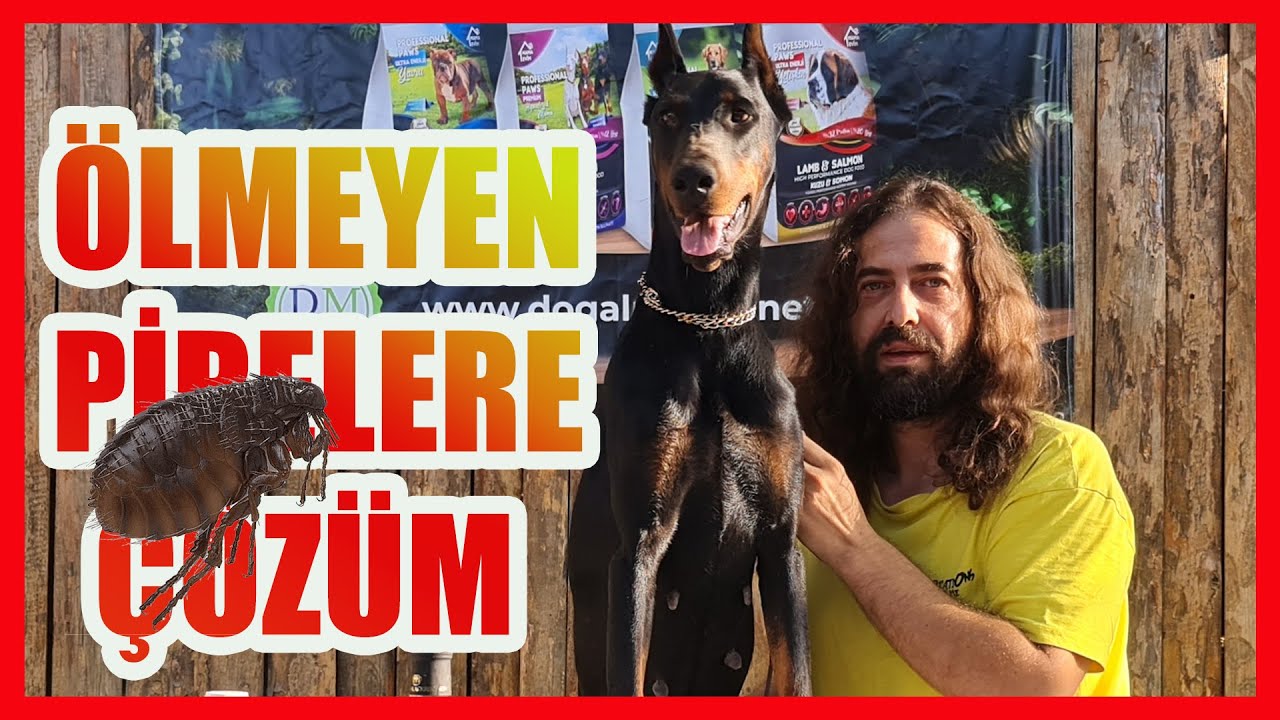 KÖPEKLERİ PİREDEN KURTARMA YÖNTEMLERİ