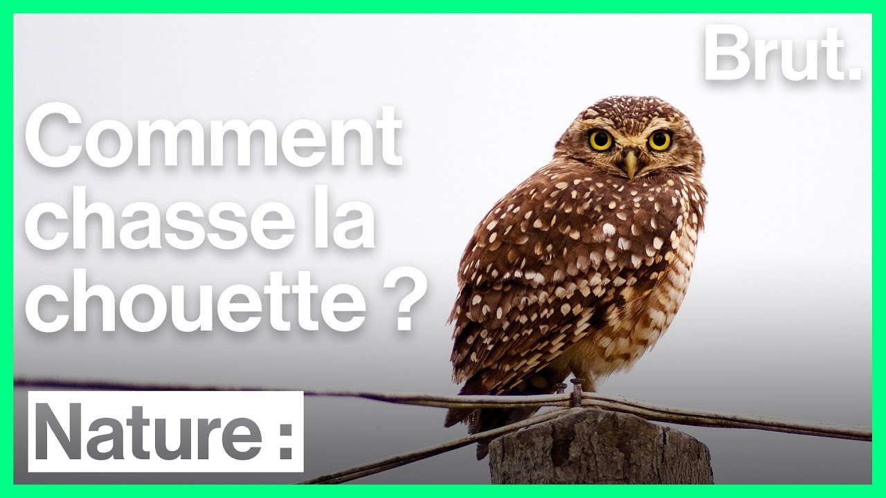 Comment la chouette chasse-t-elle ?