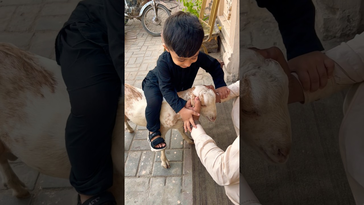 Cute Baby Riding Baby Goat | Funny Scene | Funny Short | Baby Goat Playing #cutebaby #babygoat