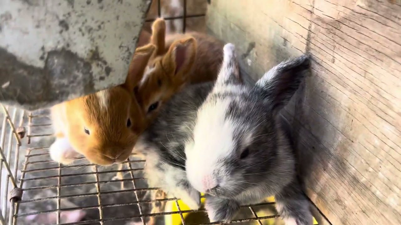 Rabbit update..