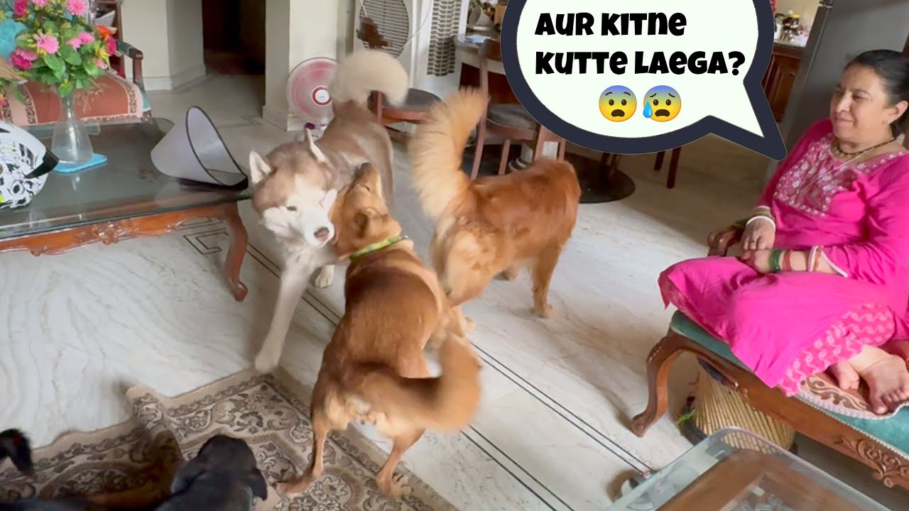 Garh mai kutte hi kutte ho gye hai😰😓😡 @THE HIMALAYAN HUSKY