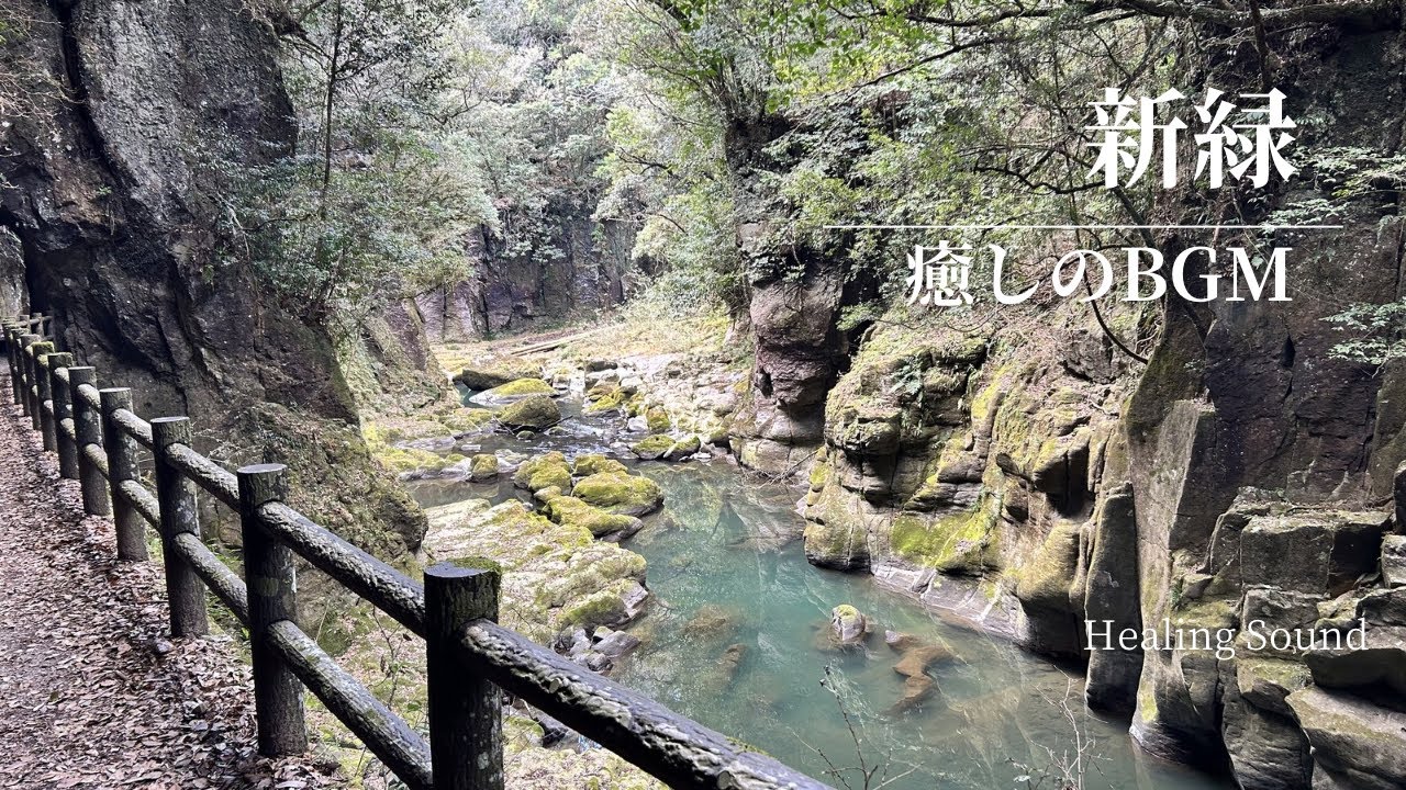 【ASMR】　新緑 | 自然音 | 睡眠導入 | 1時間　/　fresh green leaves | Nature sounds | Sleep induction | 1 hour