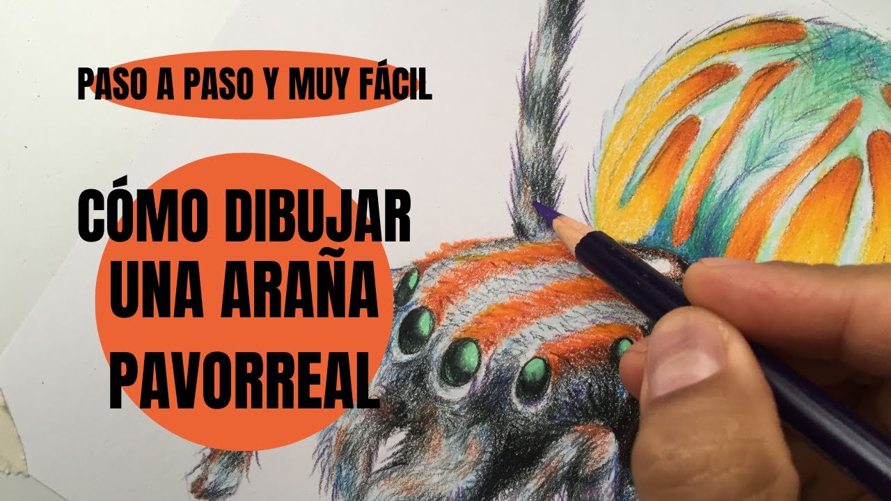 Cómo Dibujar Una Araña Pavorreal realista muy fácil Paso a Paso
