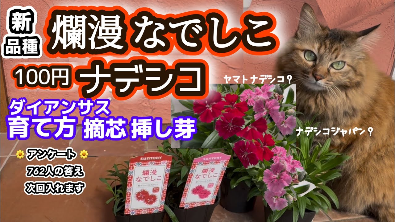 【ナデシコの育て方】【爛漫なでしこ】ダイアンサス植付け・摘芯・挿し芽 全部盛り！新コーナー園芸小ネタ