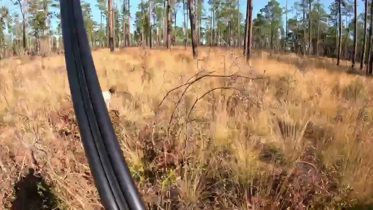 First the Single&hellip; Then the Covey Explodes | Wild Quail in Georgia