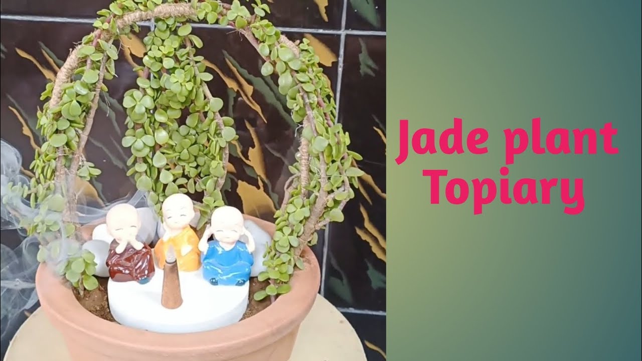 Jade plant Topiary | Miniature garden ideas | Balcony decor
