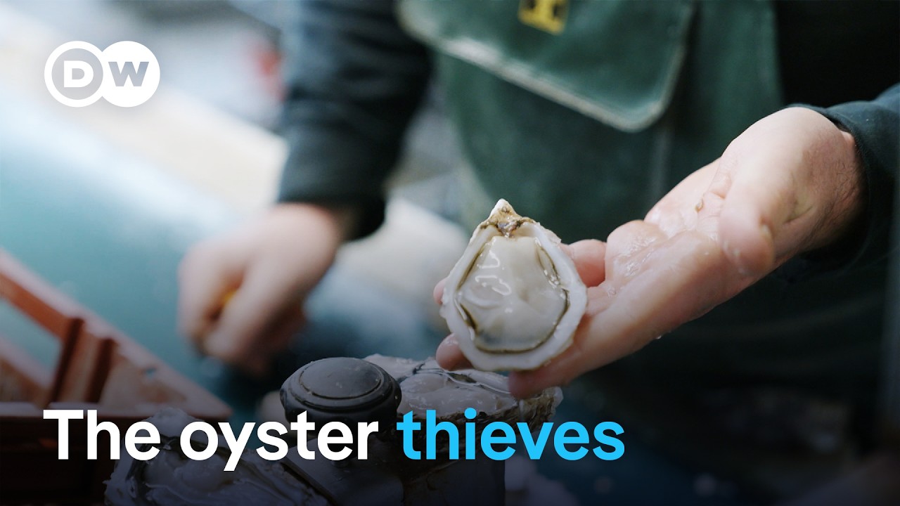 A tough business - The oyster farmers of Arcachon  | DW Documentary