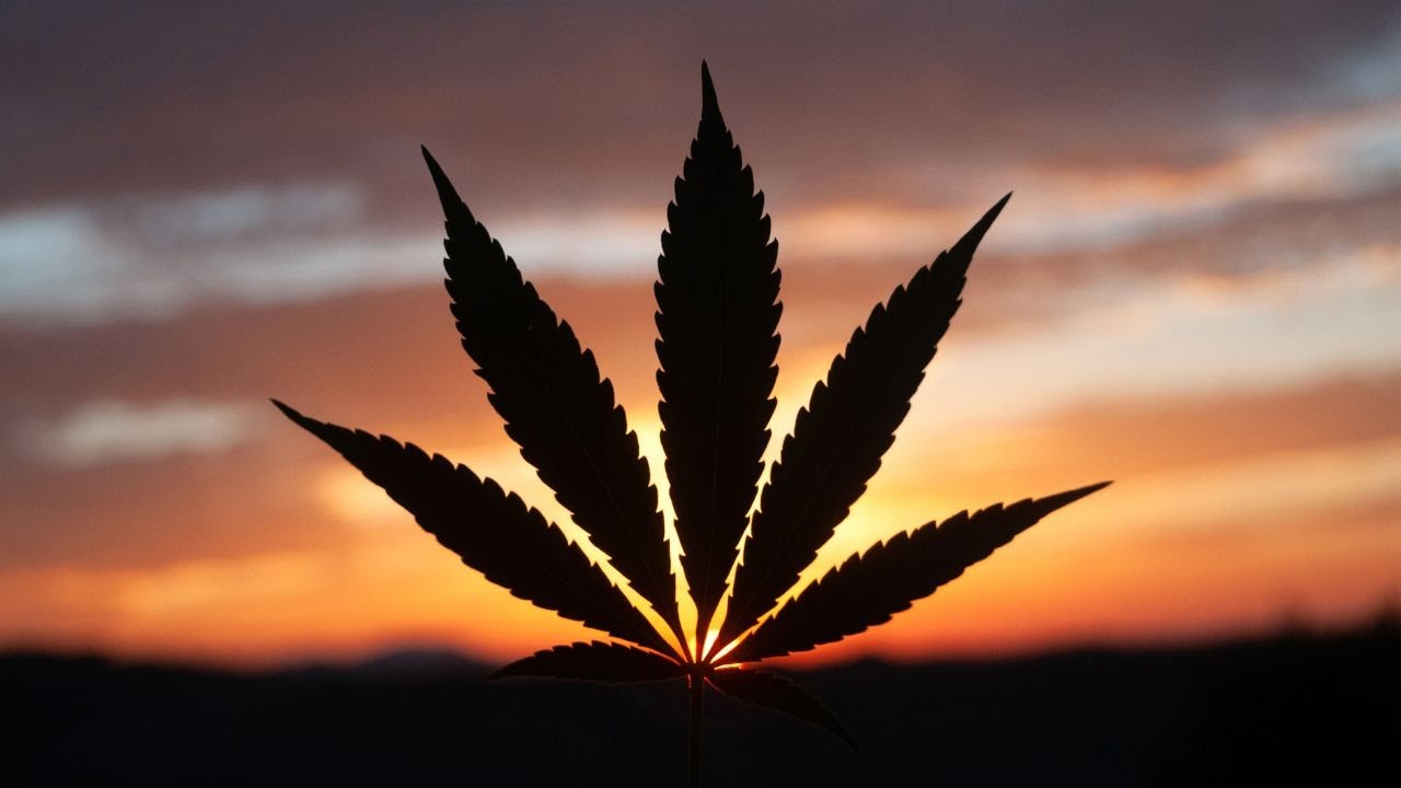 Medical Marijuana Card vs Recreational Use in Massachusetts: Which Is Better for You?