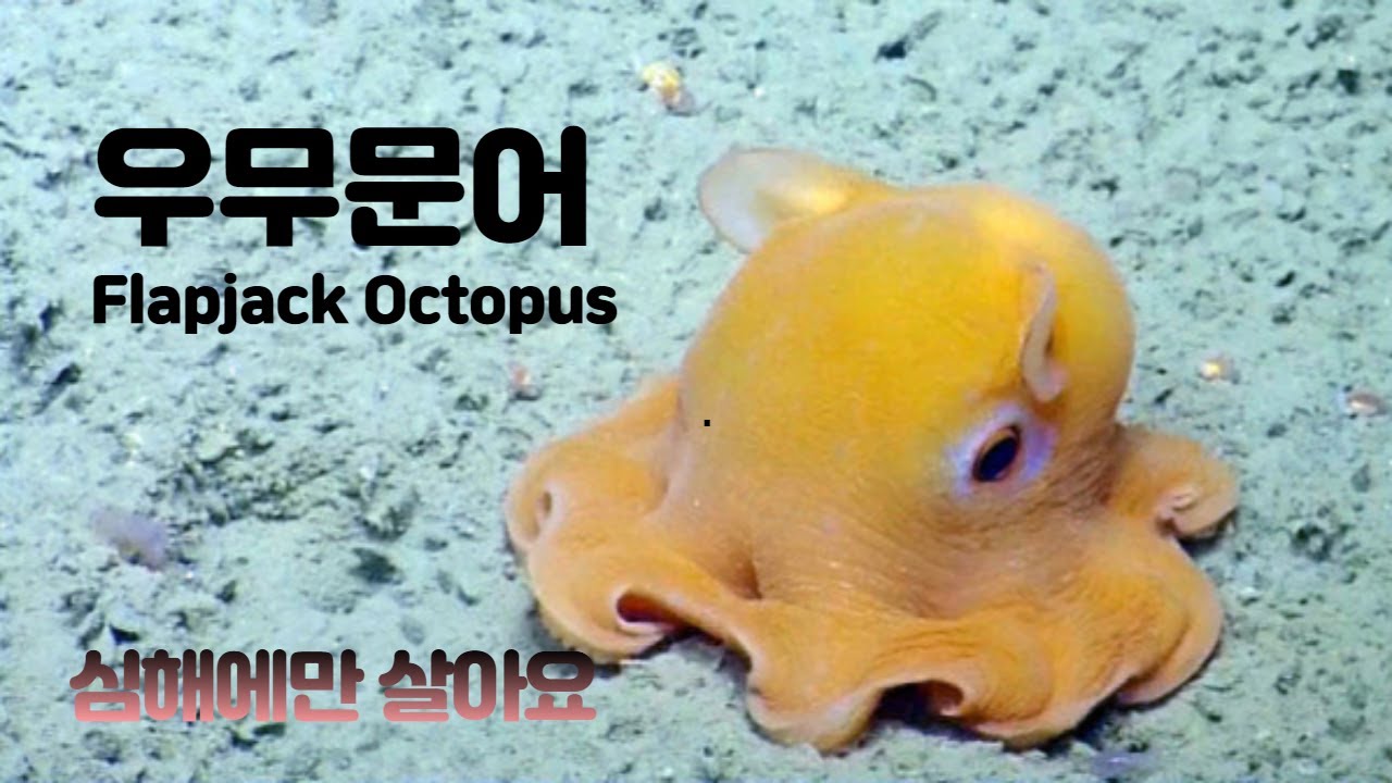 귀요미 심해문어(우무문어)