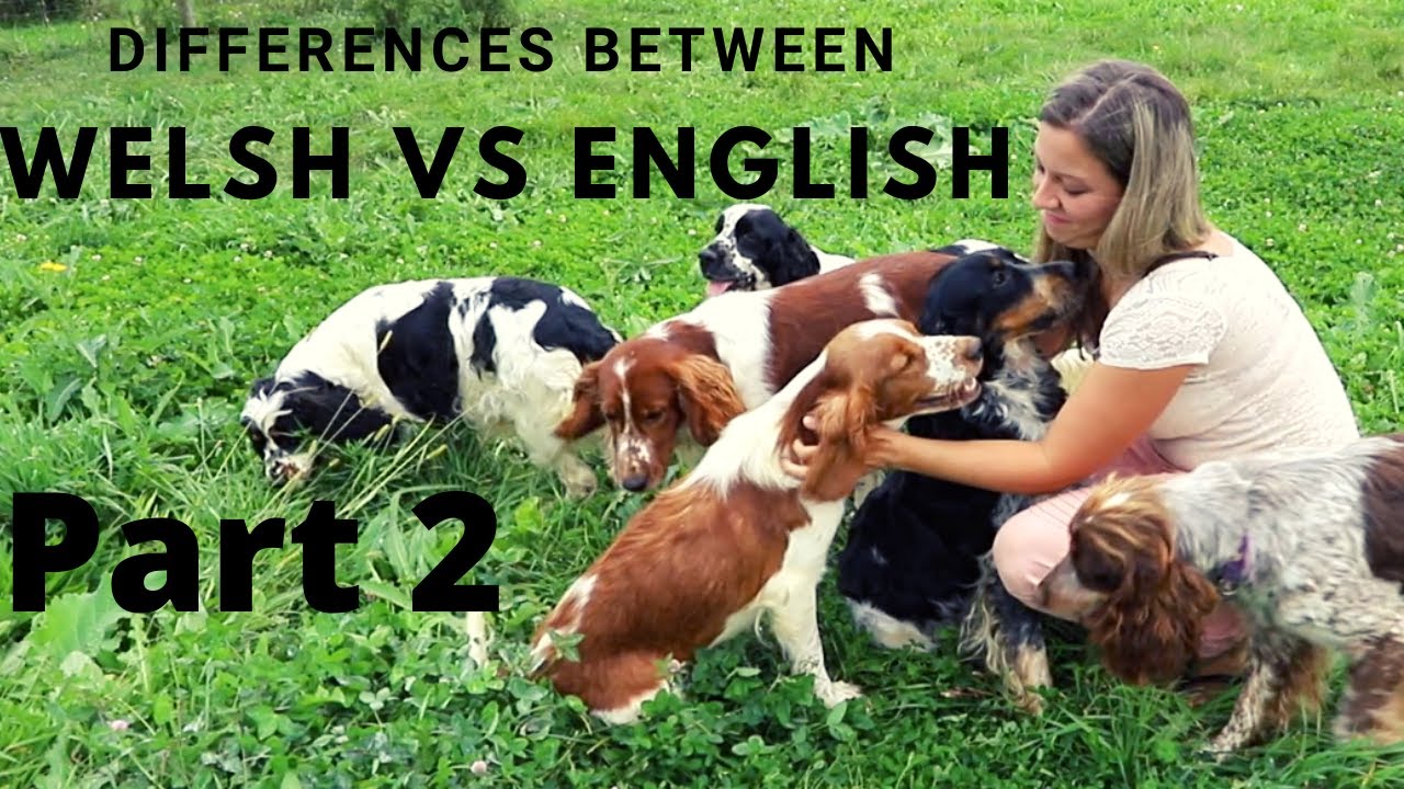 Welsh Springer Spaniel vs English Springer Spaniel