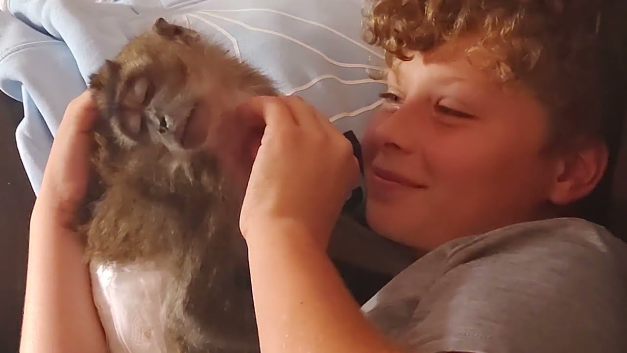 ASMR Pet Monkey Grooming His Pet Human After School
