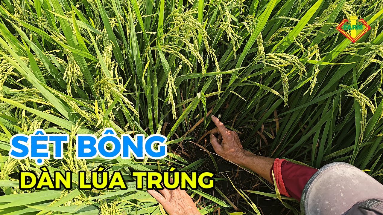 LÚA TRÚNG QUÁ SỆT BÔNG LUÔN - 74 NGÀY HẠT SÁNG ĐẸP, LÁ CỰC DÀY