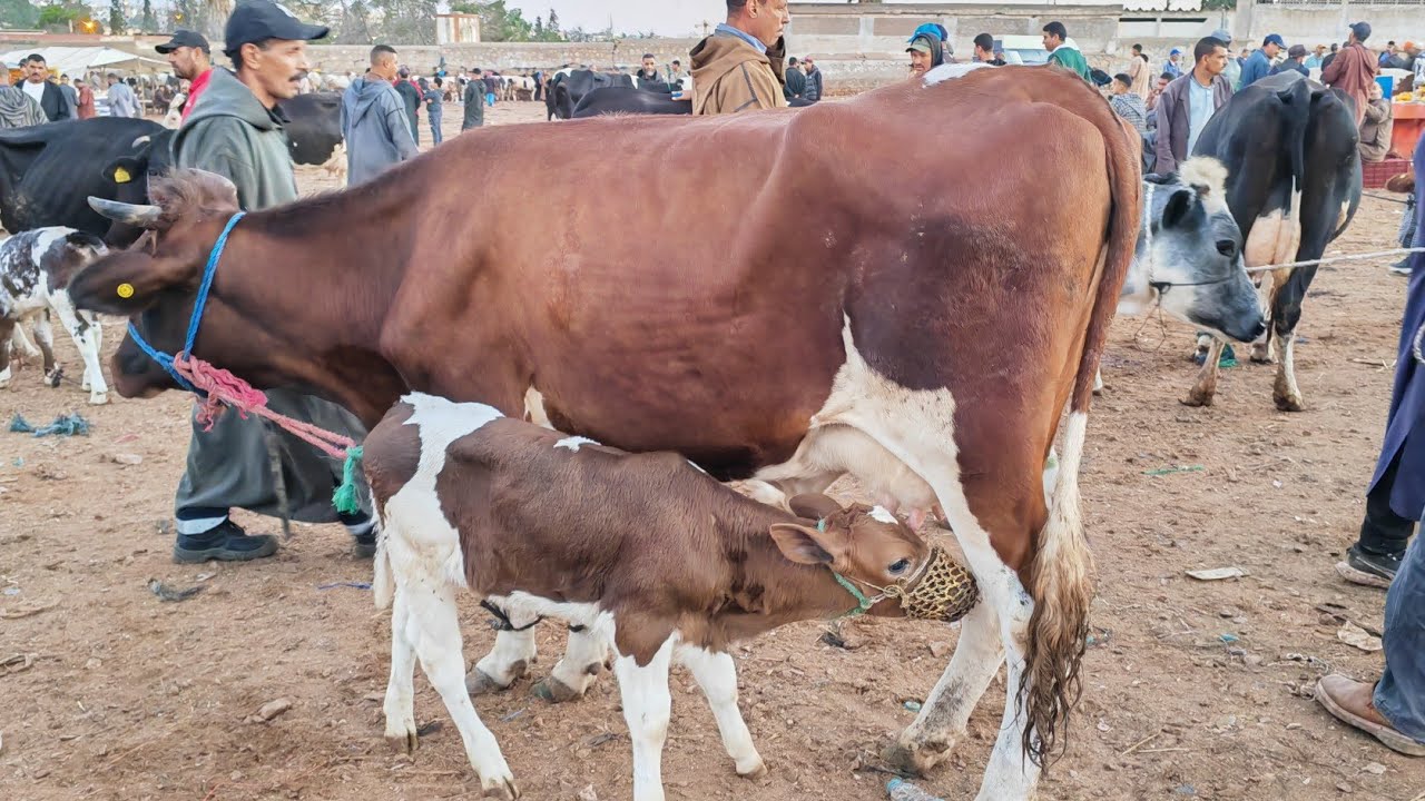 مباشرة من سوق سبت سطات مع اتمنة البقرة والدة وضارة رواسية 