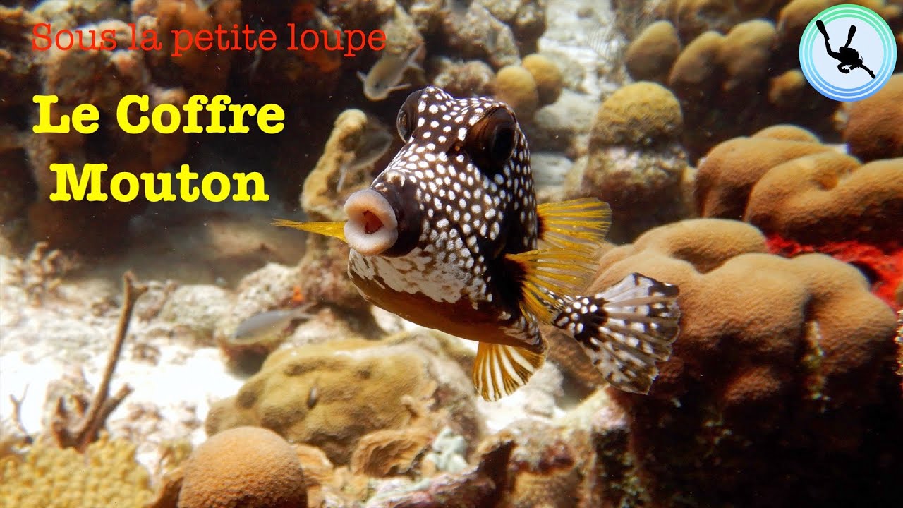 Le Poisson Coffre Mouton