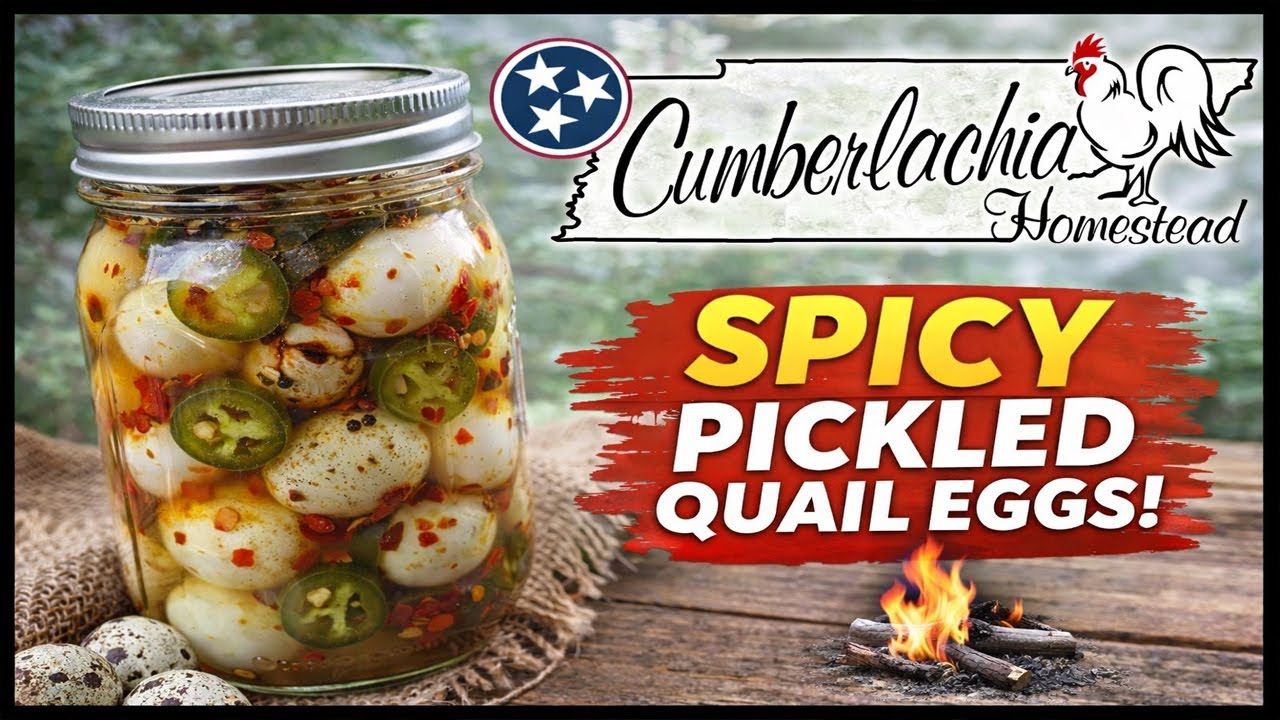 🔥 Spicy Pickled Quail Eggs | Easy Recipe Using Farm Fresh Quail Eggs 🔥