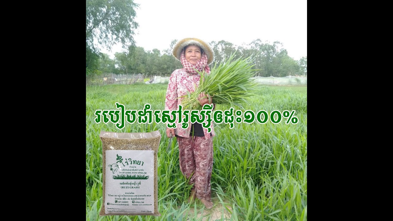 របៀបដាំស្មៅរូស្ស៊ីឲដុះ១០០%​ | How to plant ruzi grass 100%