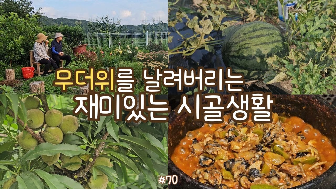 SUB)시골생활🥬| 무더위를 날려버리는 재미있는 시골생활! 개복숭아 수확, 참외, 수박 따서 과일화채 만들기, 서리태콩 순치기, 텃밭채소 수확해서 쌈밥 해먹기