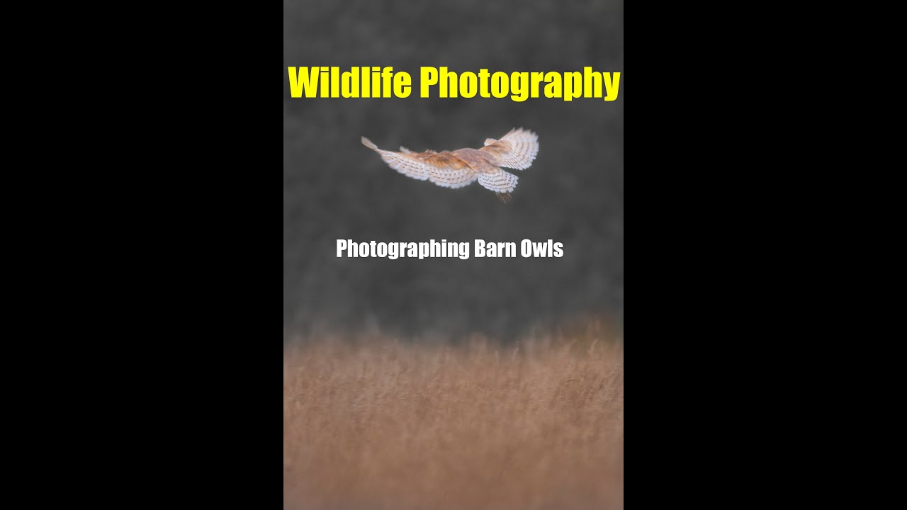 WILDLIFE PHOTOGRAPHY | Photographing BARN OWLS