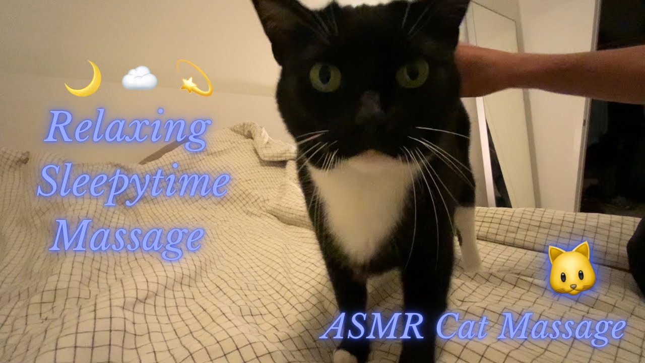 Head And Body Massage | ASMR Cat Massage on Tuxie Fancy Cat