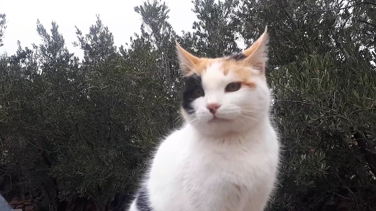 A Calm and Cozy Day with My Cat🐈🐈🐈🌻🌼🌲🌳