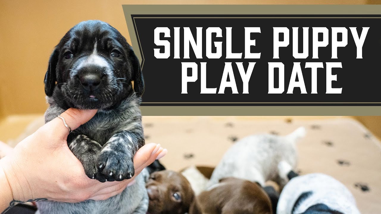 German Shorthair Pointer Puppies Playing