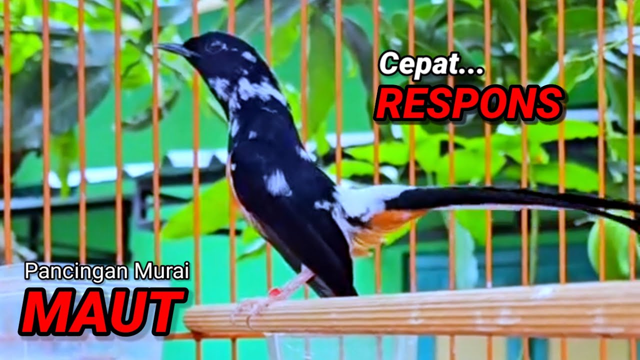 Pancingan murai batu agar emosi cepat gacor bongkar isian
