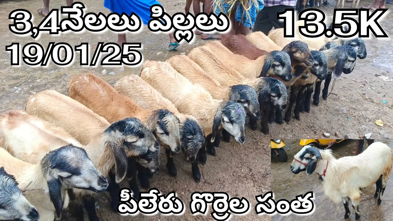 Pileru Sheeps Market Every Sunday 🐏🐑🐏