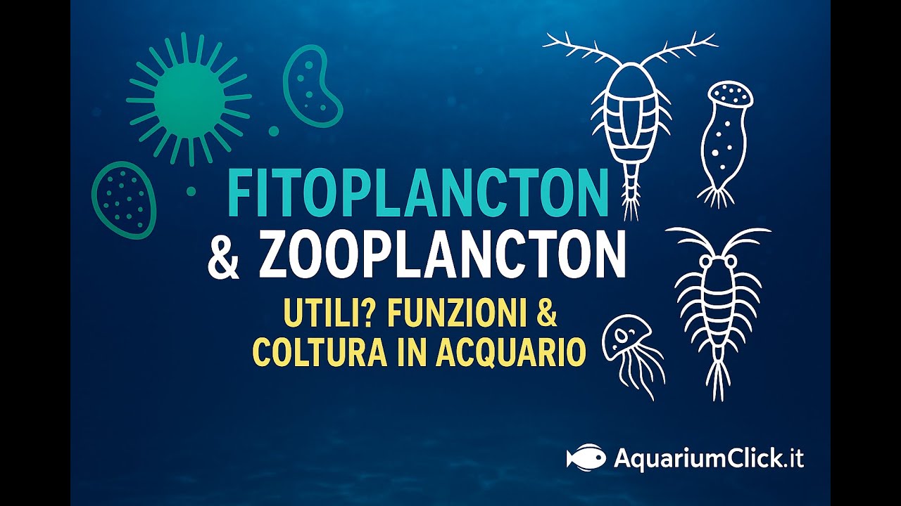 Fitoplancton & Zooplancton in Acquario marino: Guida Completa all'utilizzo e Coltura