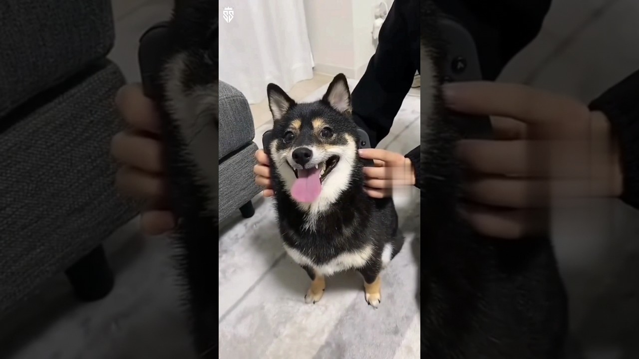 Pets funny video 😆😆 