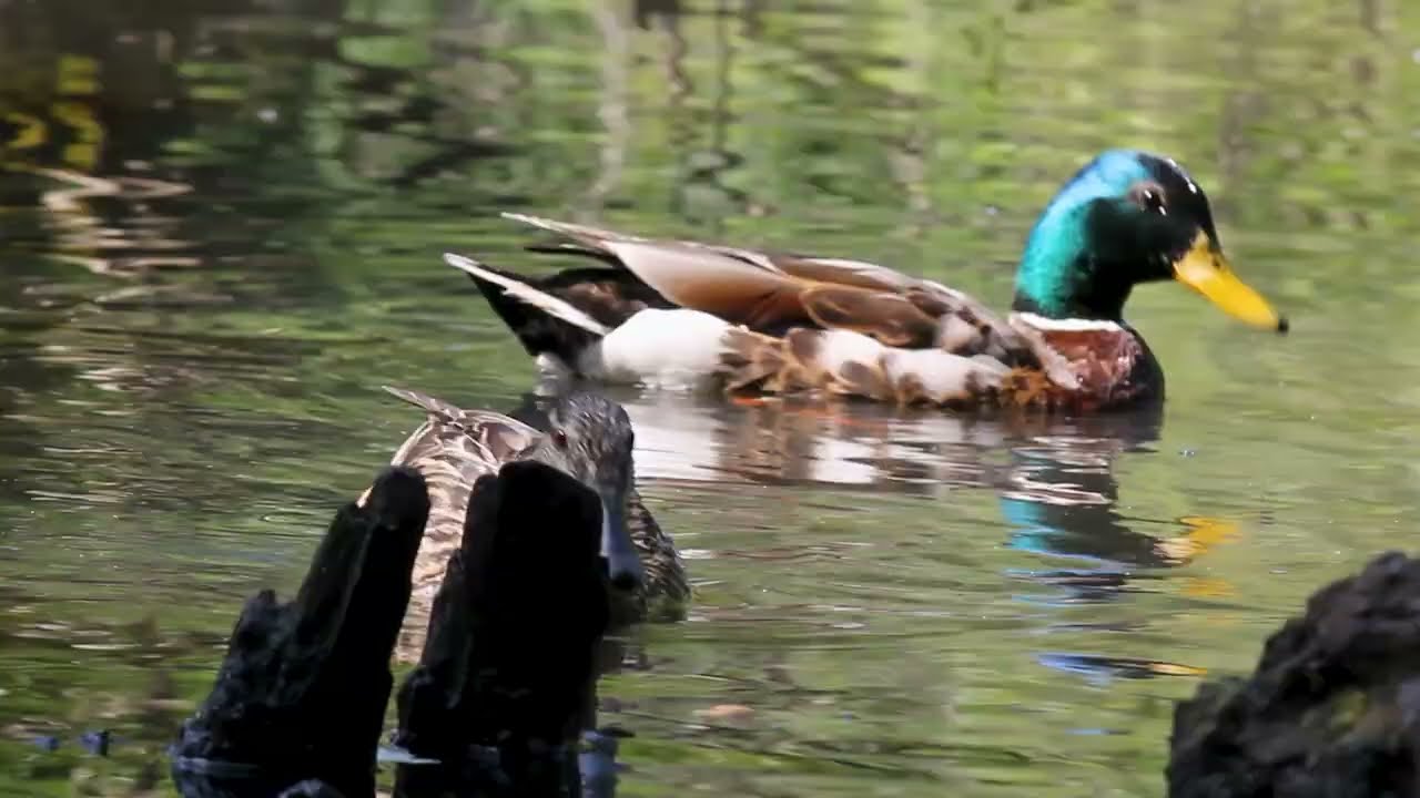 Утки, утята и тёплый день в Академгородке 🌿🦆  Птицы Новосибирска