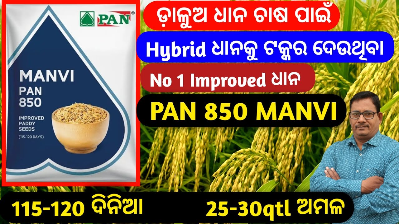 Pan 850 MANVI ଡ଼ାଳୁଅ ଧାନ ଚାଷ ପାଇଁ No 1 Improved ଧାନ MANVI 25-30 qtl ଅମଳ