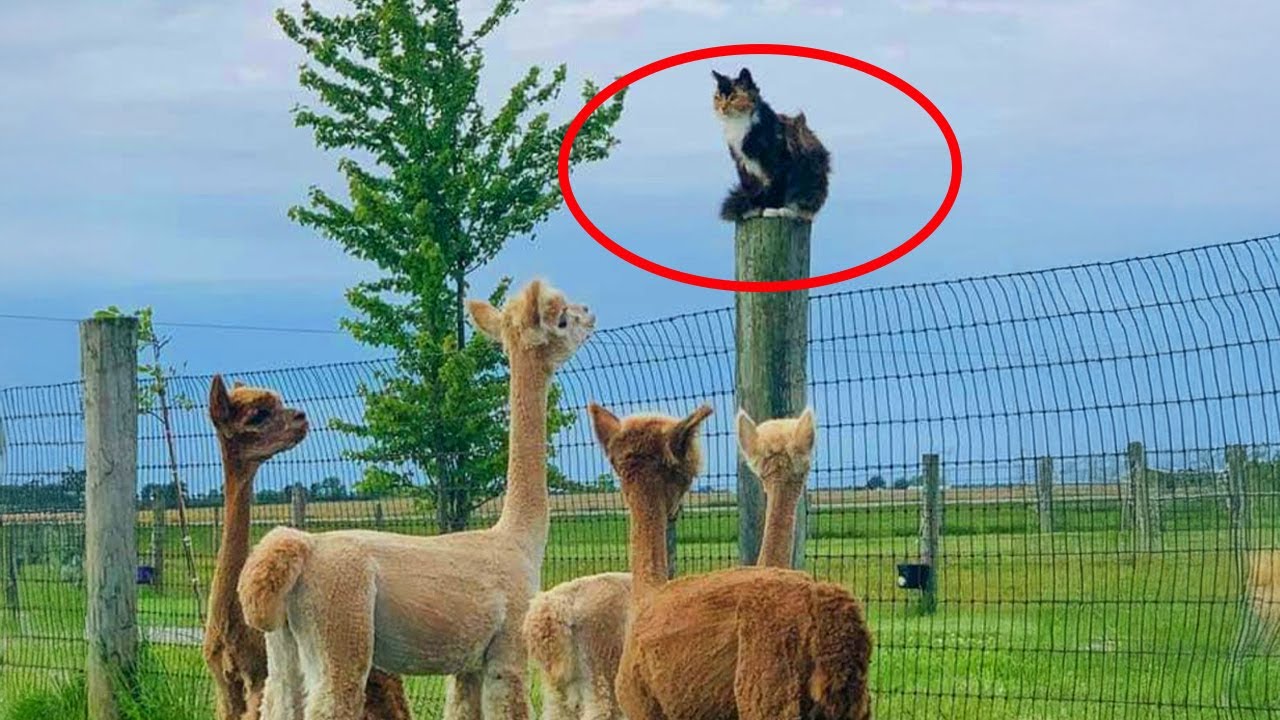 Hilarious Cats Taking Over the Farm Animals 🤣 Funny Animals Life