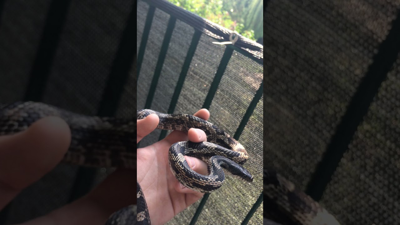 Pantherophis obsoletus - krótka charakterystyka gatunku