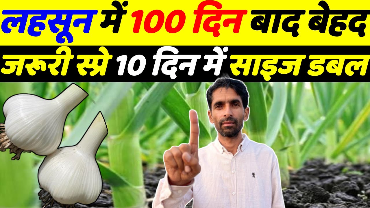 लहसुन का साइज 10 दिन में डबल करने वाली स्प्रे | Lahsun ka size kaise badhaye | Lahsun ki kheti