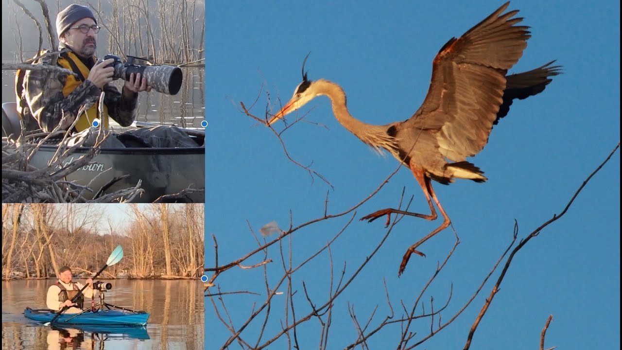 Wildlife Photography--Social Distancing Kayak Style! Heron Rookeries by Water