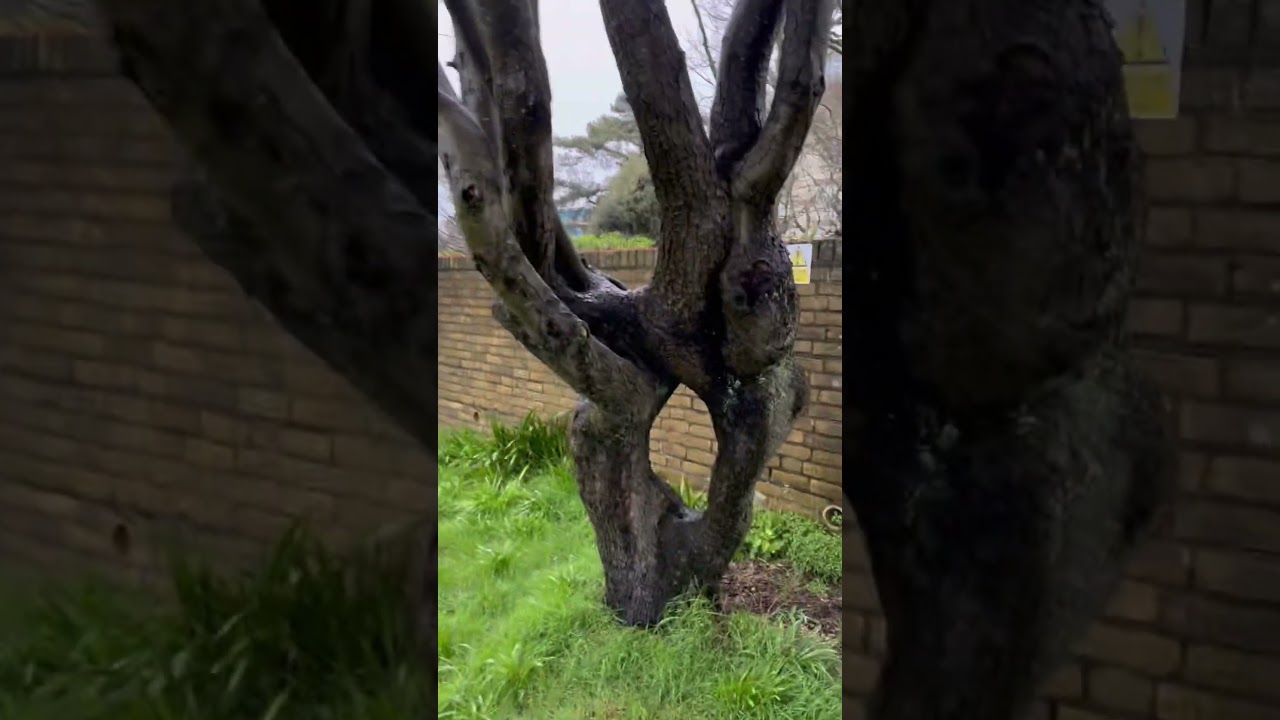 Bonsai inspection @Bonsaicrazy #bonsai #bonsaitree