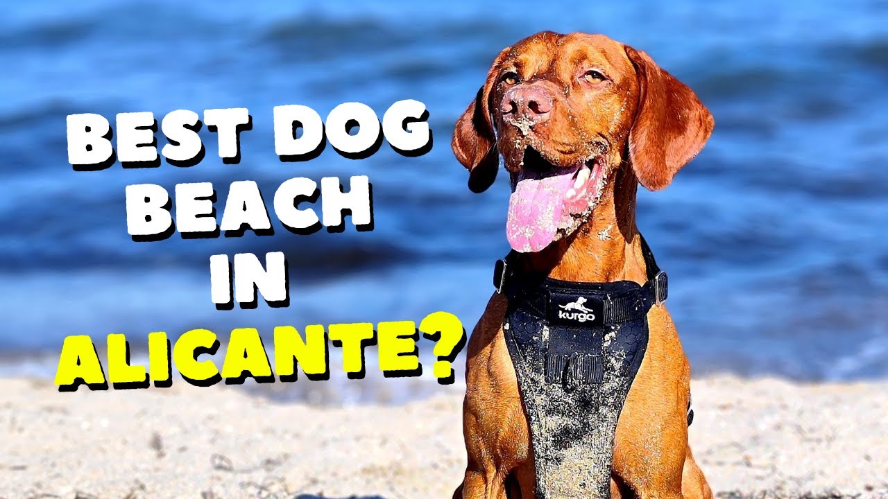 Best Dog Beach in Alicante? Hidden Gem Review!
