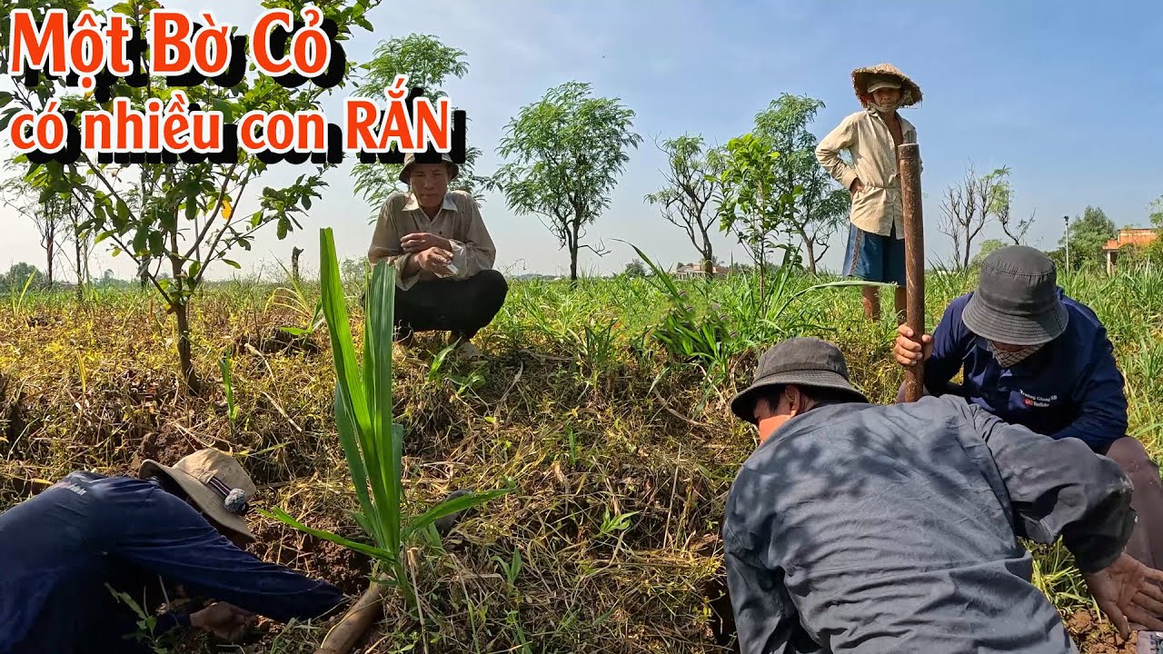 Một Địa điểm chưa từng đến, một bờ cỏ nhiều RẮN | TGSB #1018